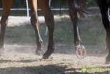 Niesulice 2013 - galeria foto